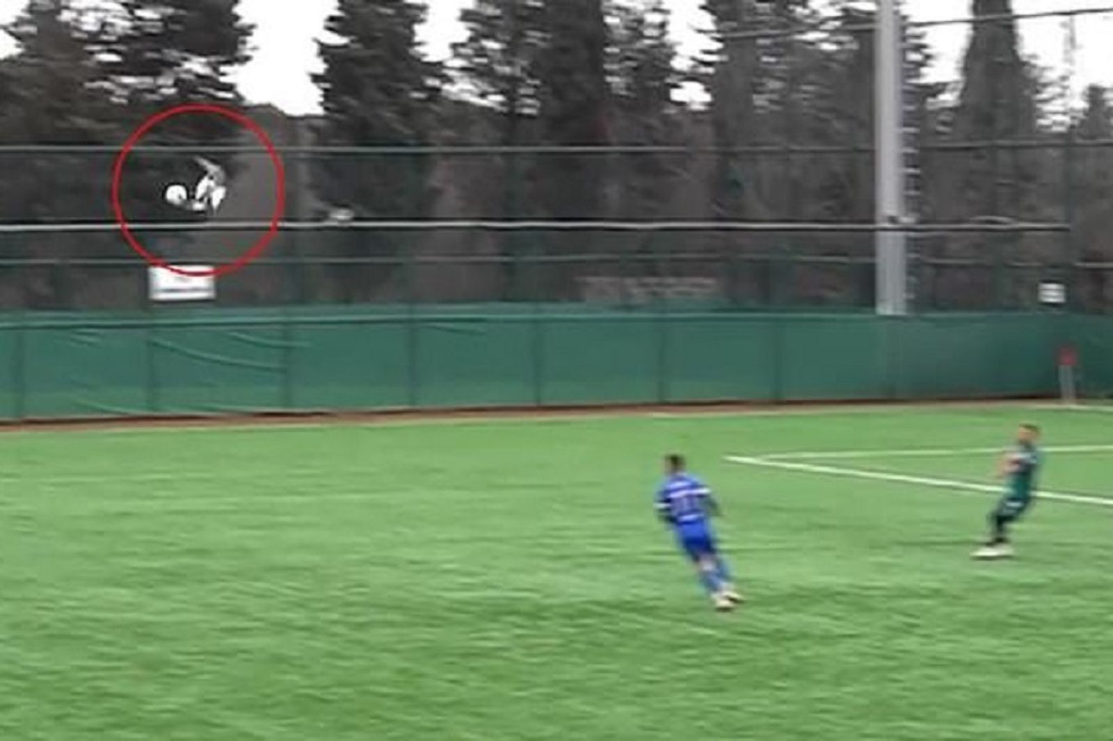 驚!「足球海鷗」慘被踢爆昏厥 隊長當場為牠CPR