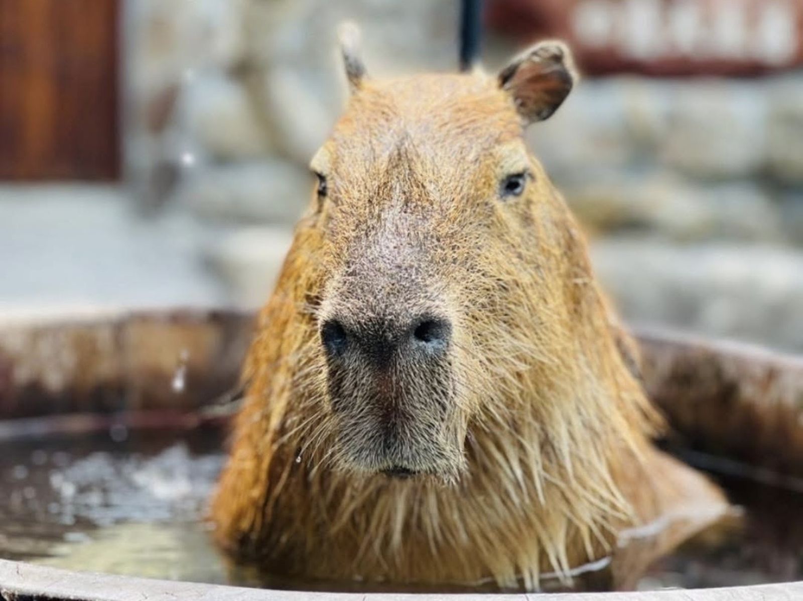 全台首例空拍機投毒害死動物　兇手竟是知名「張美阿嬤」農場之子