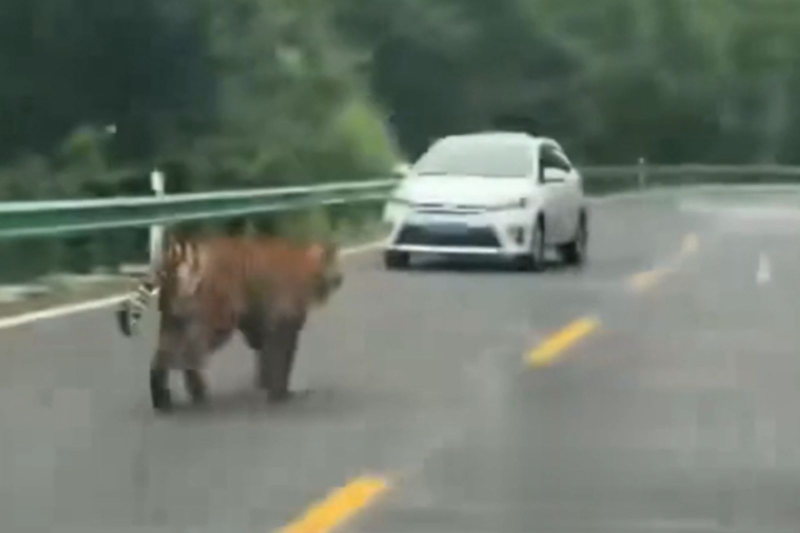 野生老虎出沒國道！咬死20隻牛豬　像吃自助餐