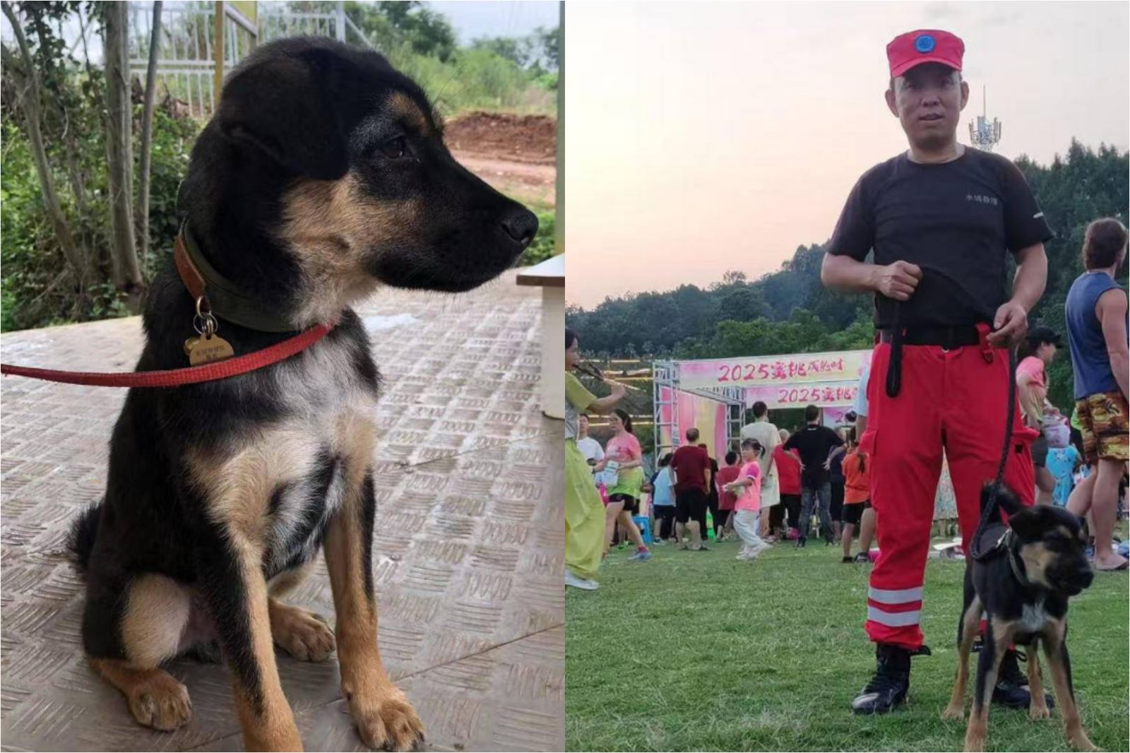 民間英雄殞落！11月大搜救犬遭迷暈打死...警方找到時只剩「一包狗肉」