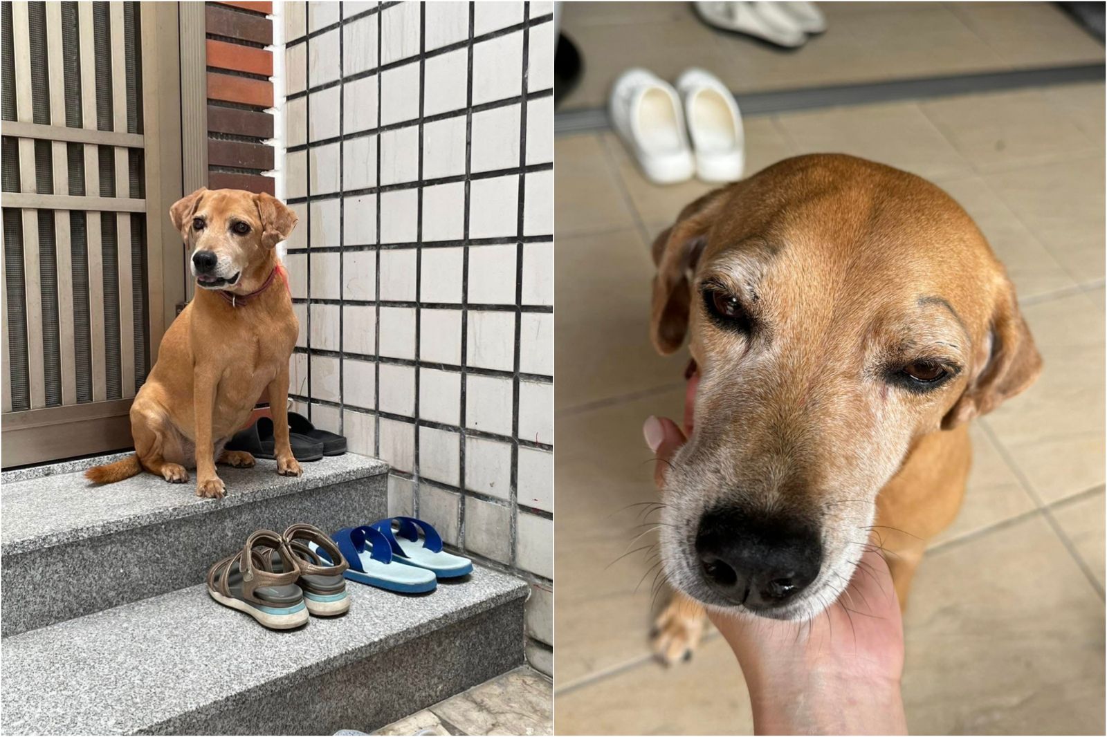 「尋犬成新興行業!」台南飼主祭20萬懸賞找「阿妹」 一票人喊上工
