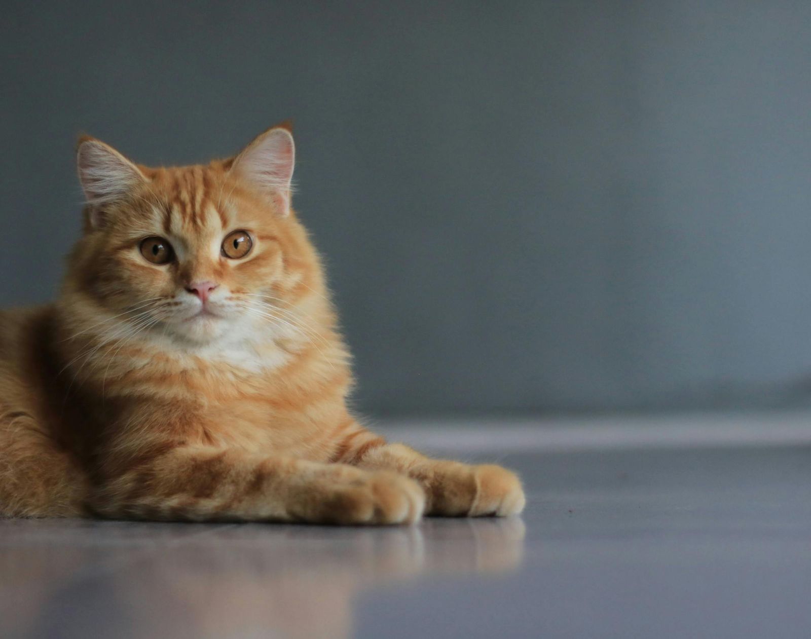 別再怪貓!專家揭「吃幾口就剩一堆」真相:問題出在飼主