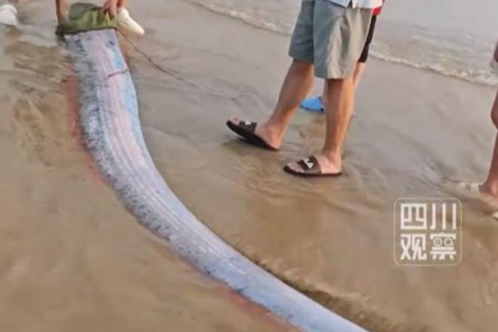 大地震要來了？海南沙灘驚見「3公尺巨型皇帶魚」　專家揭擱淺真相