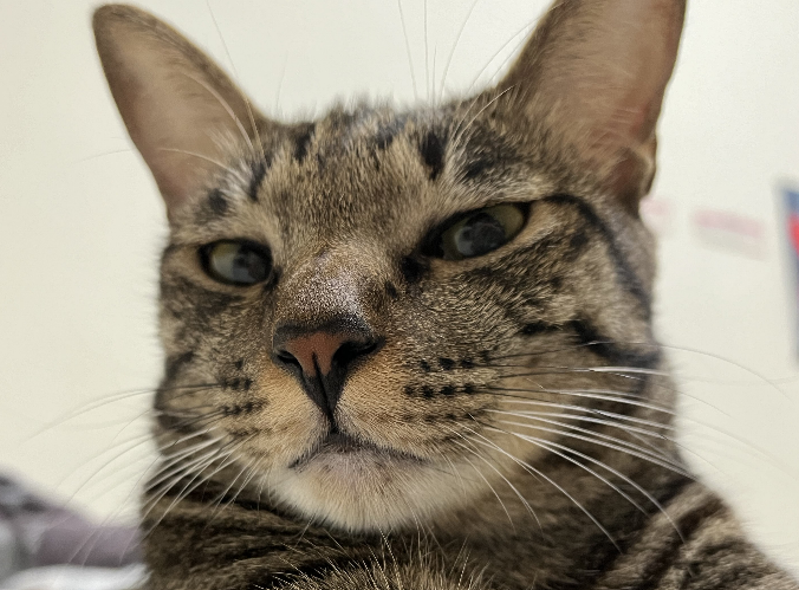 新北運將虐貓棄屍...法官慟「貓咪是家人」重判 二審卻驚見逆轉