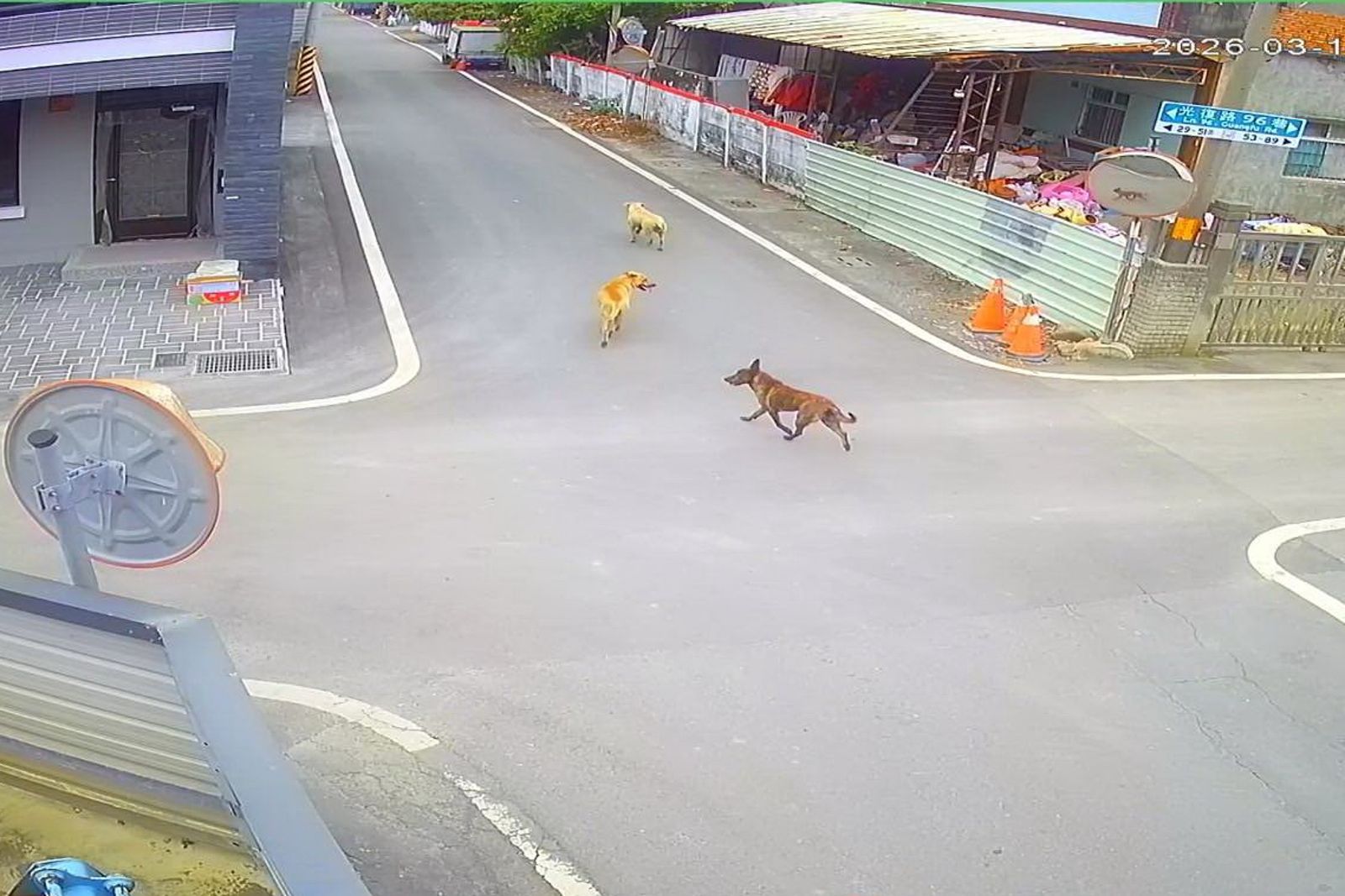 民眾調閱路口監視器,要揪出在街頭遊蕩行凶的3隻惡犬。民眾提供