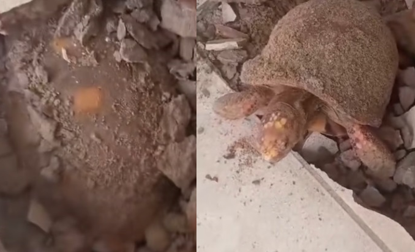 地板下活了10年!巴西民宅驚見「不死陸龜」 專家揭頑強真相