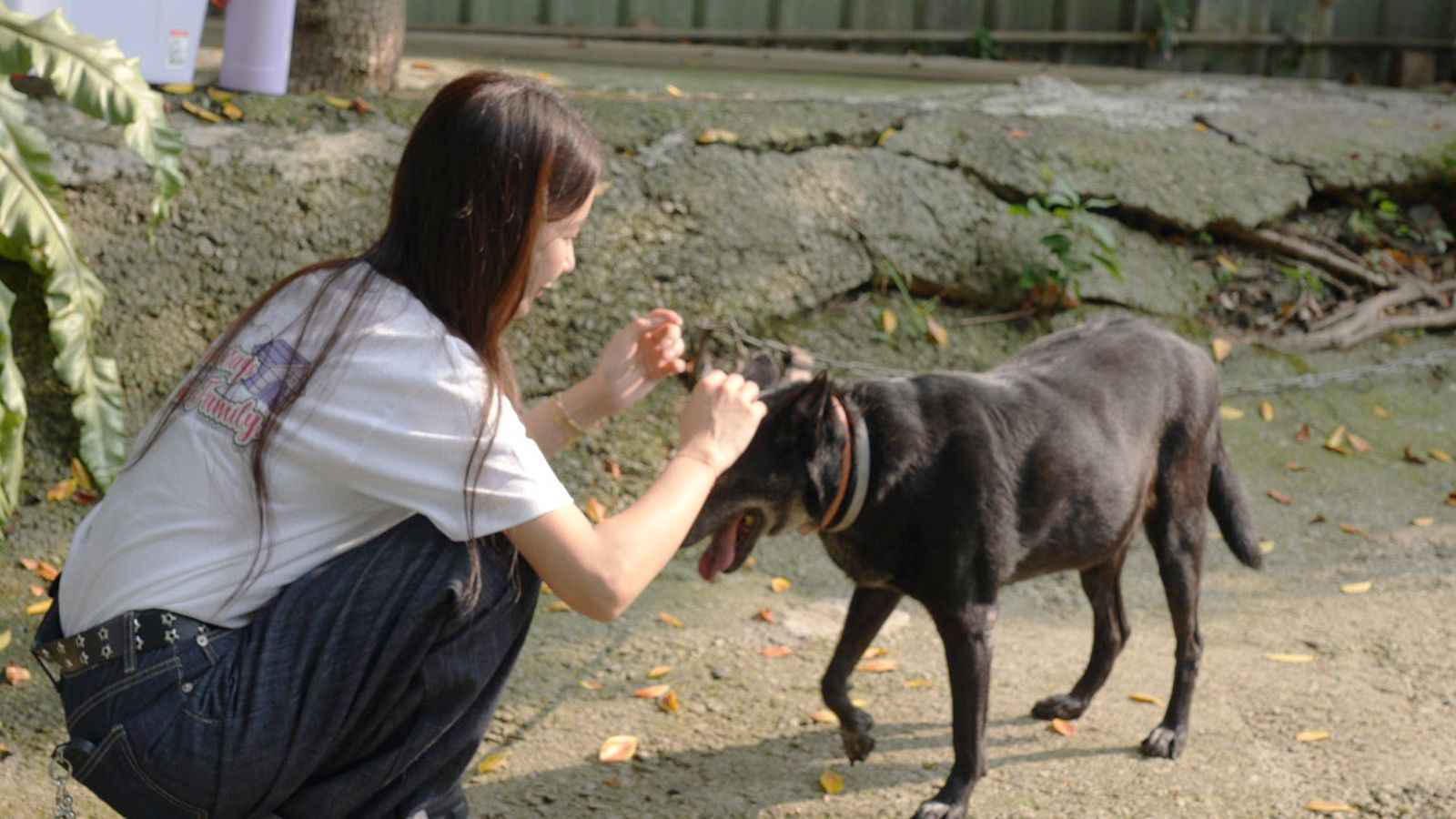 禾羽親自蹲下安撫狗狗。金盤子娛樂提供