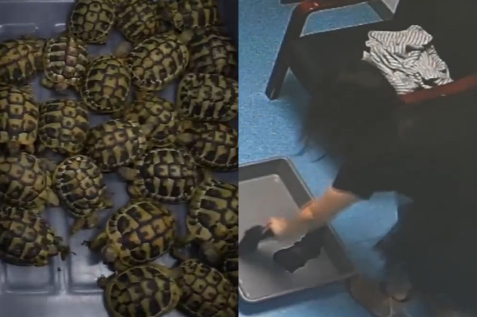 中國女「塞58隻活烏龜」闖關!海關一檢查驚:裙底飄腥臭味
