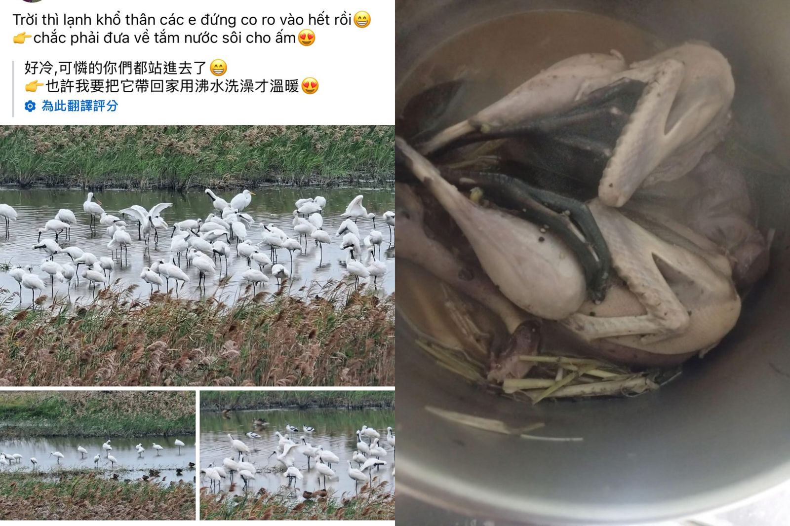 食好鬥相報？移工「捕獵黑面琵鷺」狂曬烹飪照　網傻眼：政府不管嗎
