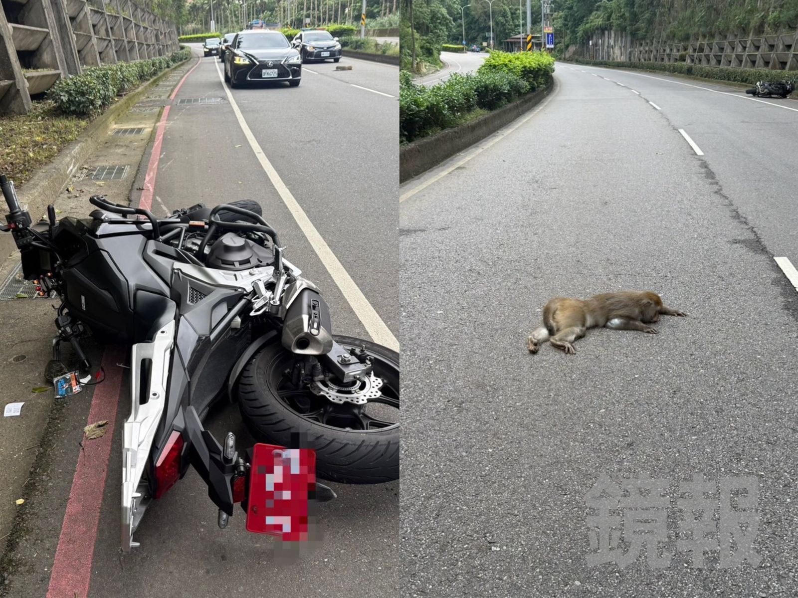 「真山道猴子」撞上紅牌重機畫面曝　騎士重摔骨折、肇事猴當場死亡