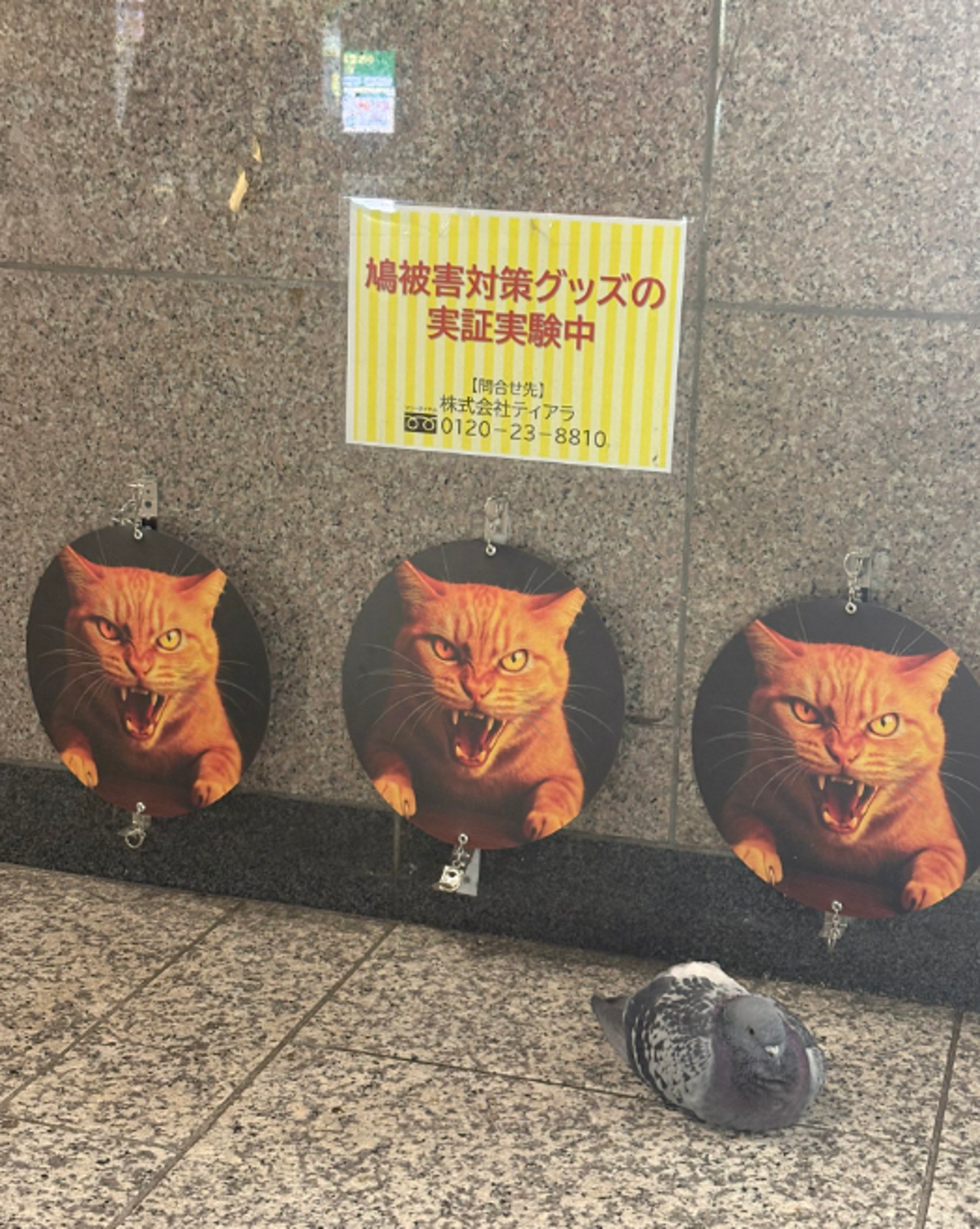 第二輪趕鴿實驗也失敗。圖/翻攝自X