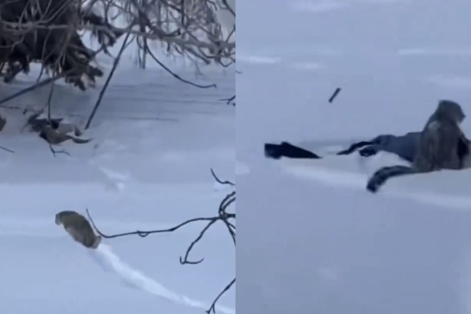 新疆滑雪遊客回飯店途中「遭雪豹咬傷」　滿臉血驚悚畫面曝光