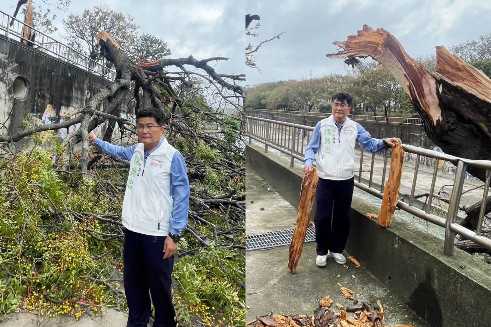 薔琵來勢洶洶！台中海線強風狂吹　「路樹連根拔起」畫面曝光