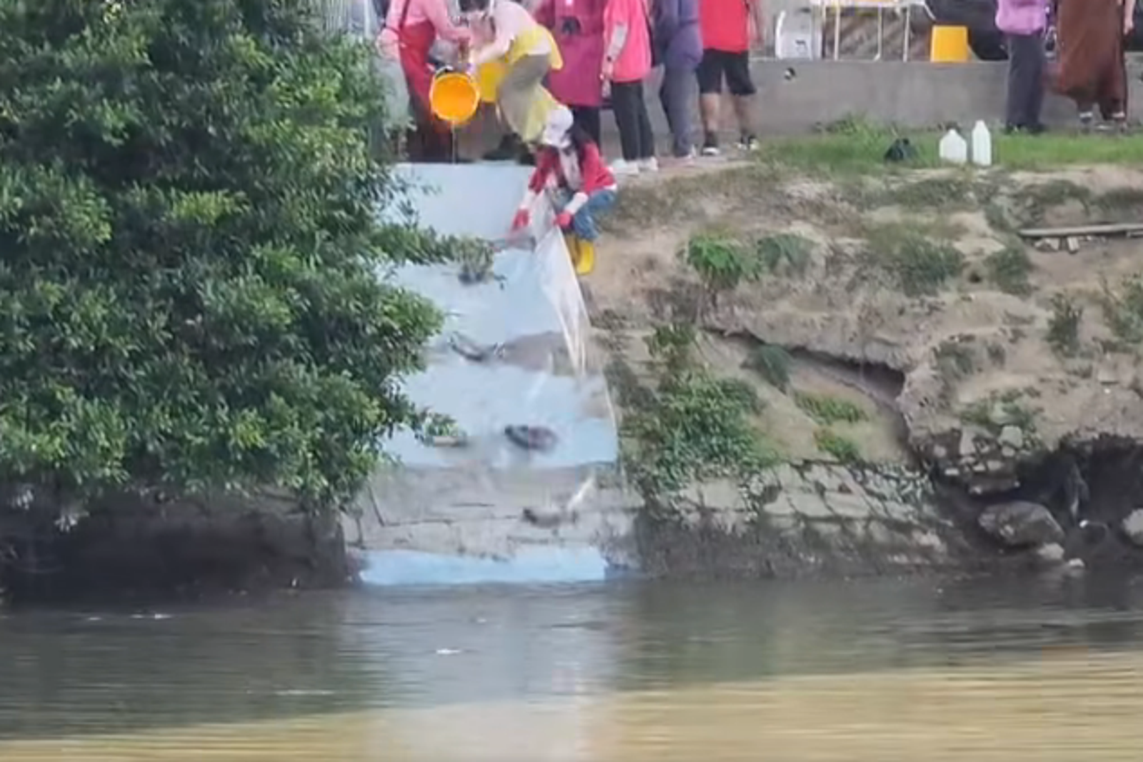 萬華驚見疑似宗教團體任意放生！一卡車魚狂倒新店溪　恐遭罰250萬　
