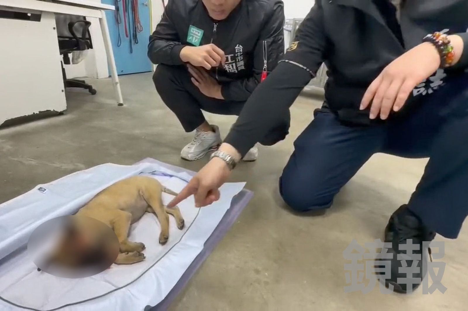救命通報等不到人…台中幼犬魂斷安全帽下　動保處挨轟錯失黃金5天