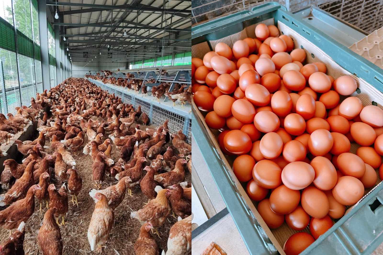 人設翻車!「好人好事代表」隱匿禽流感 台中優良牧場爆H5N1 跨縣市私埋千隻病死雞