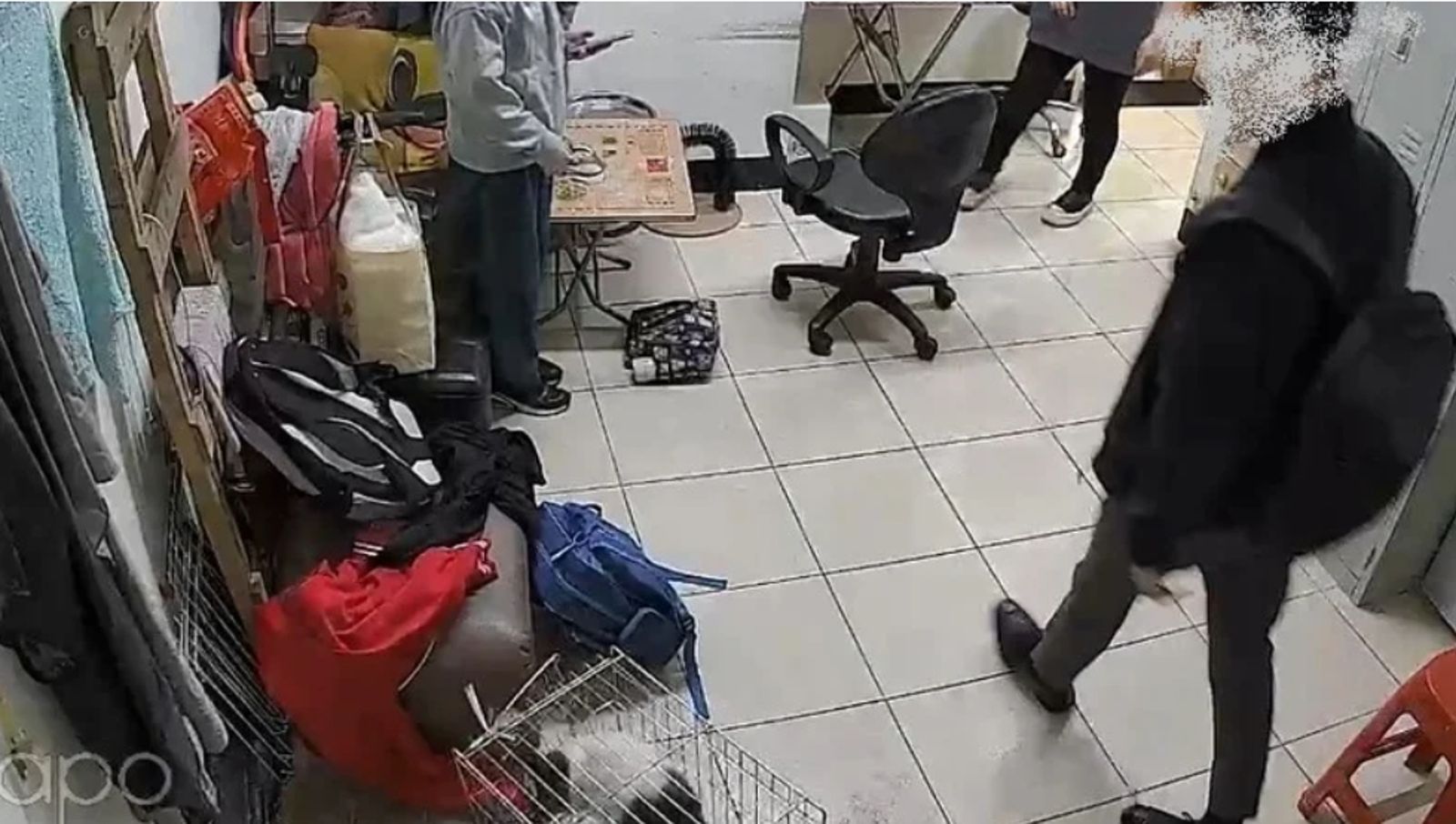 貓派VS狗派？遛狗巧遇喵星人竟抓傷伴侶　男友「火爆的愛」下場曝光