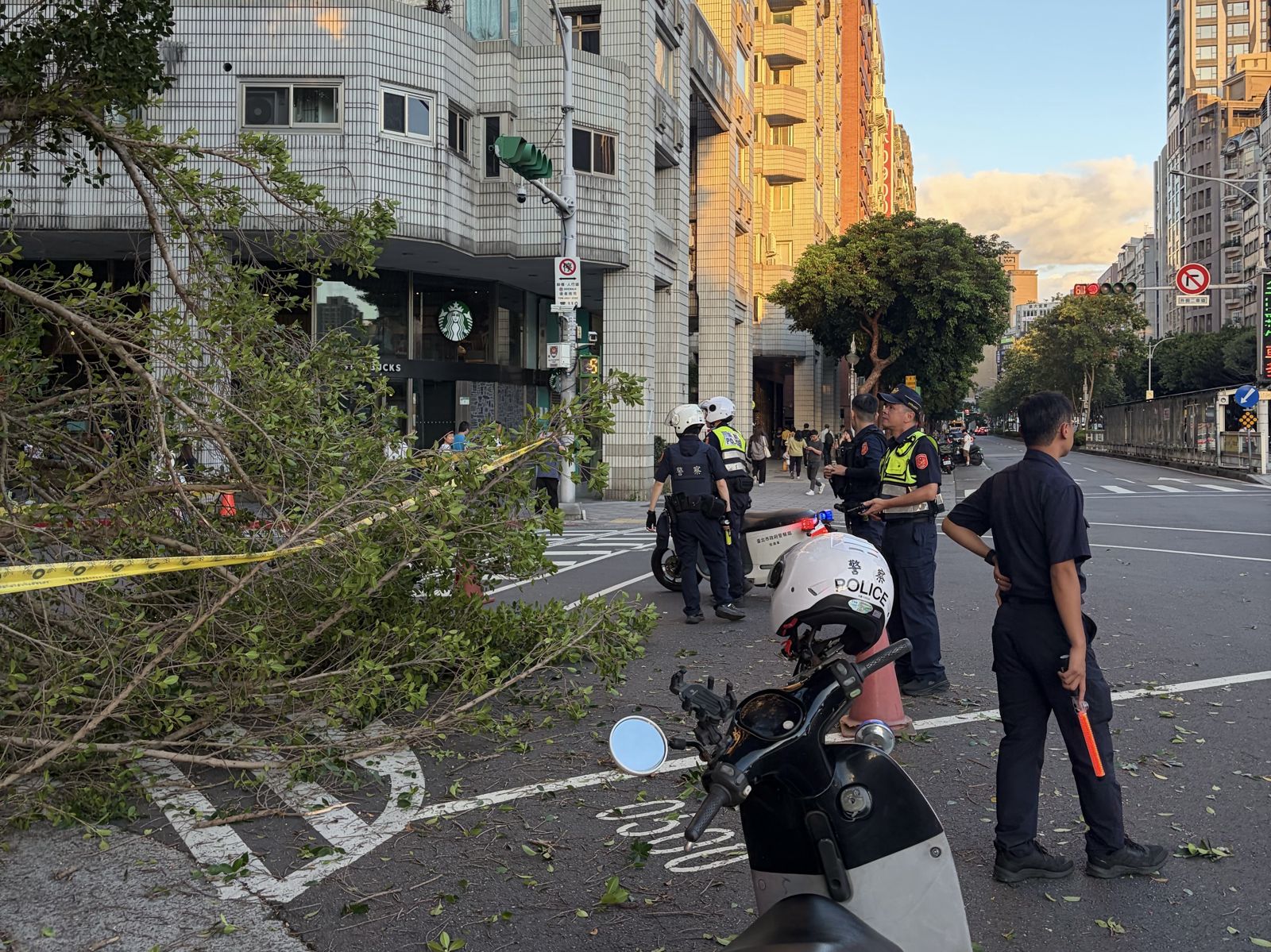 北市中正區路樹突倒「躺」馬路 下班尖峰單側車道受阻