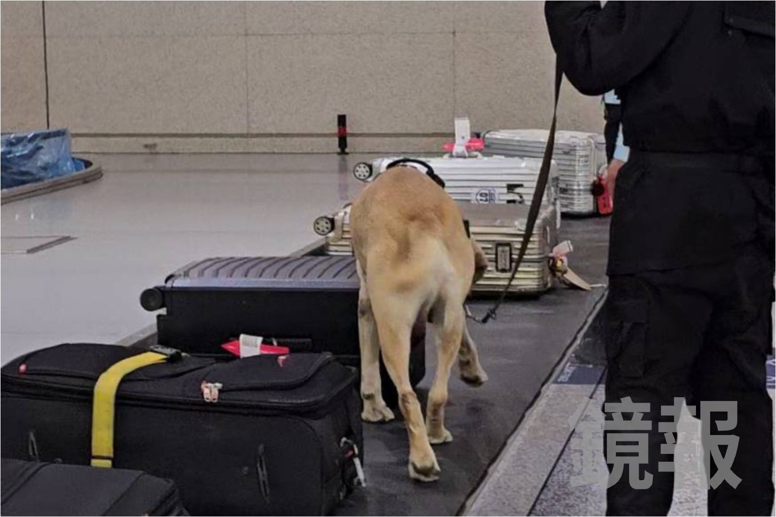 日本職人來台掃貨!狂買「這商品」被緝毒犬聞 差點過不了海關