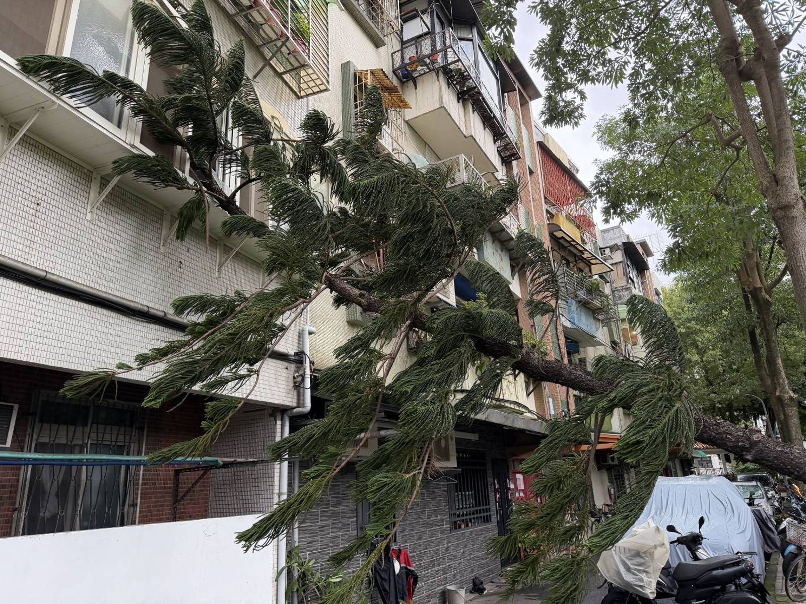 鳳凰颱風發威!北投路樹倒塌「壓民宅」 整條巷被擋住