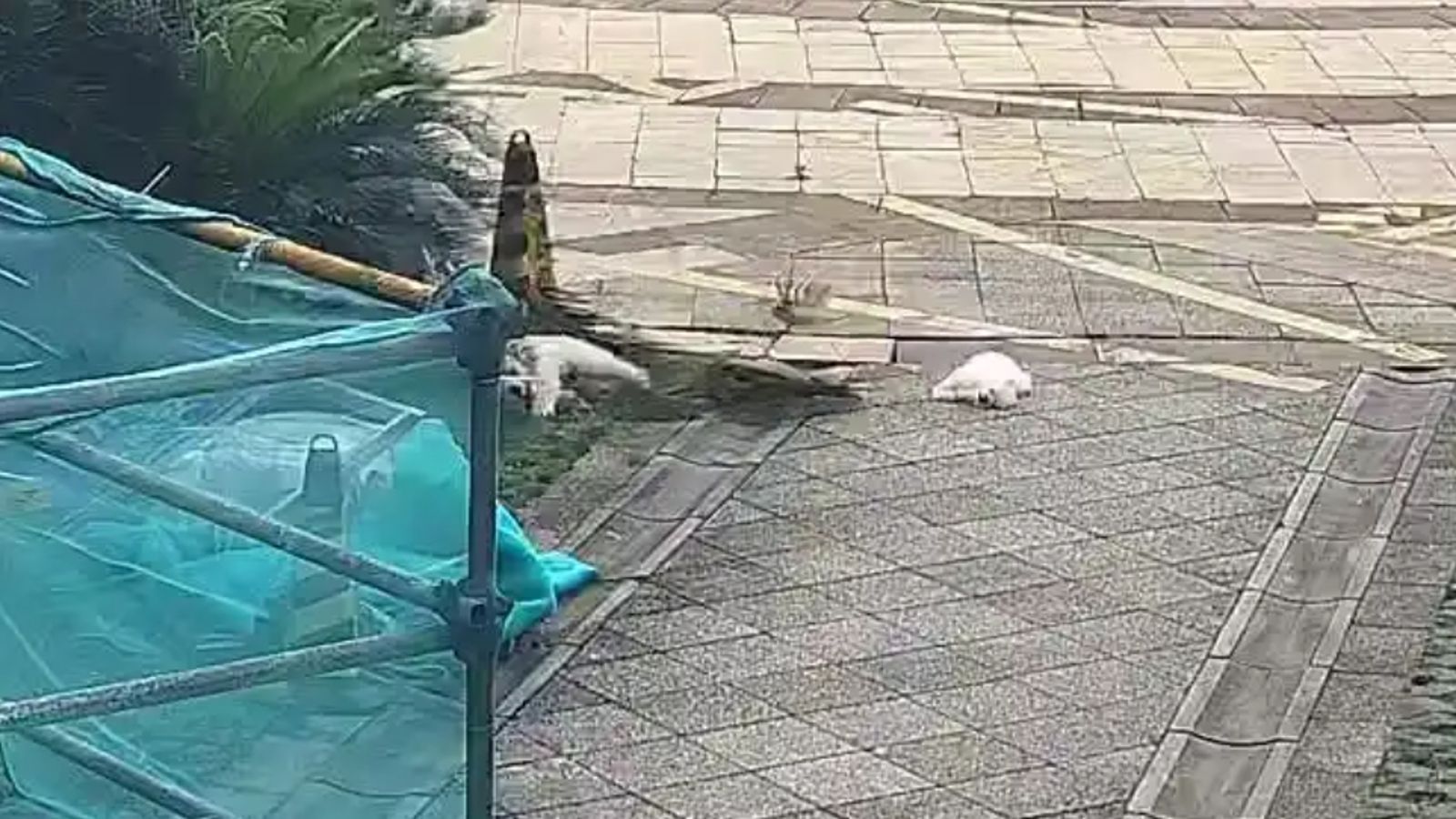 狗的命不重要？她懶清狗屎　將2隻狗從21樓拋下慘死