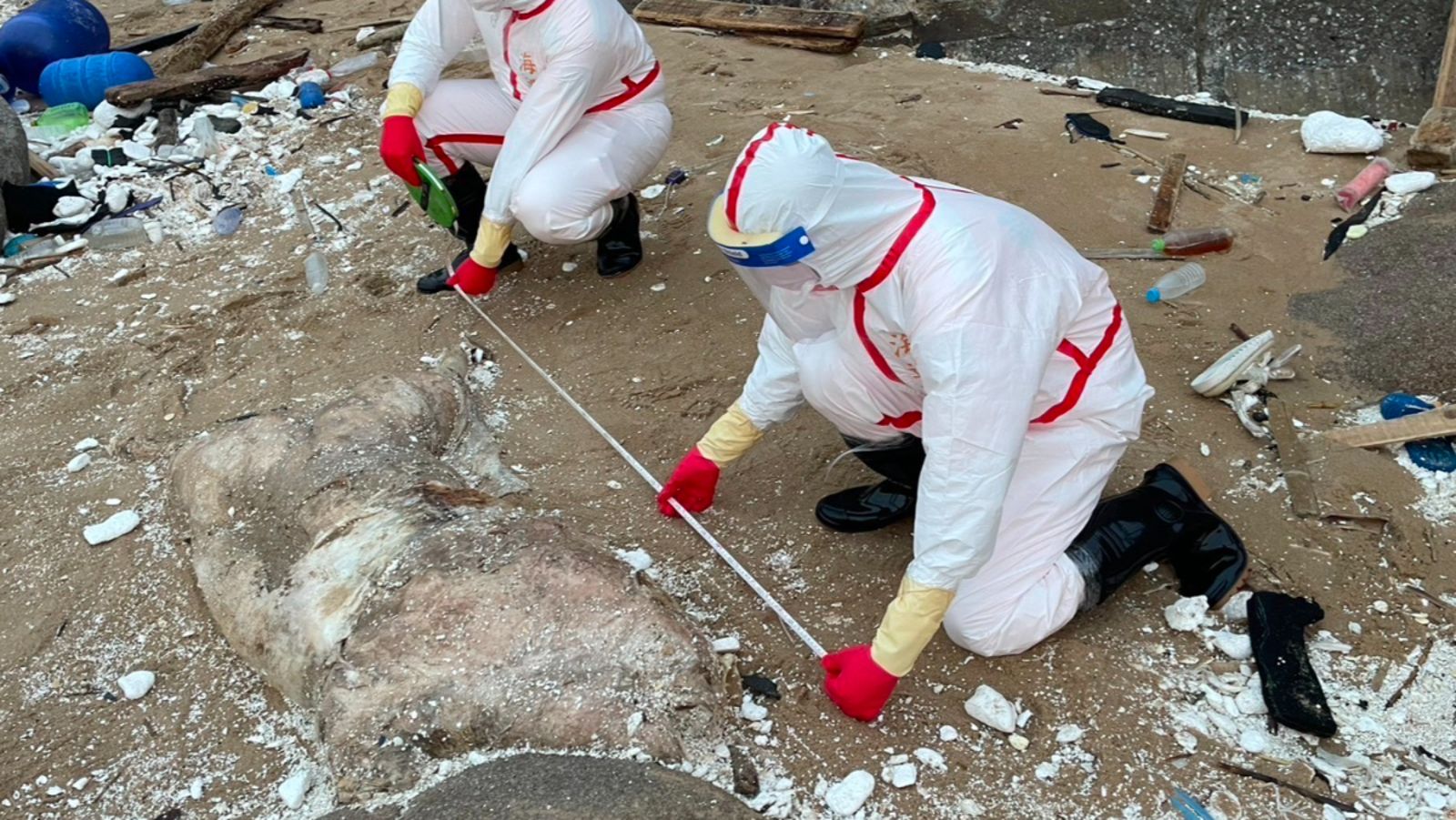 馬祖海漂豬屍呈非洲豬瘟陽性 農業部:馬祖豬肉7天內禁運台灣