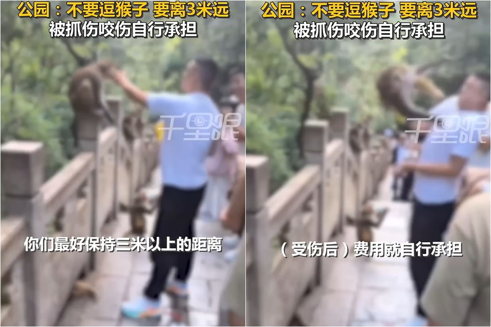 還敢打美猴王?男子搧獼猴一巴「下秒遭飛腿痛擊」…瞬間翻車畫面瘋傳