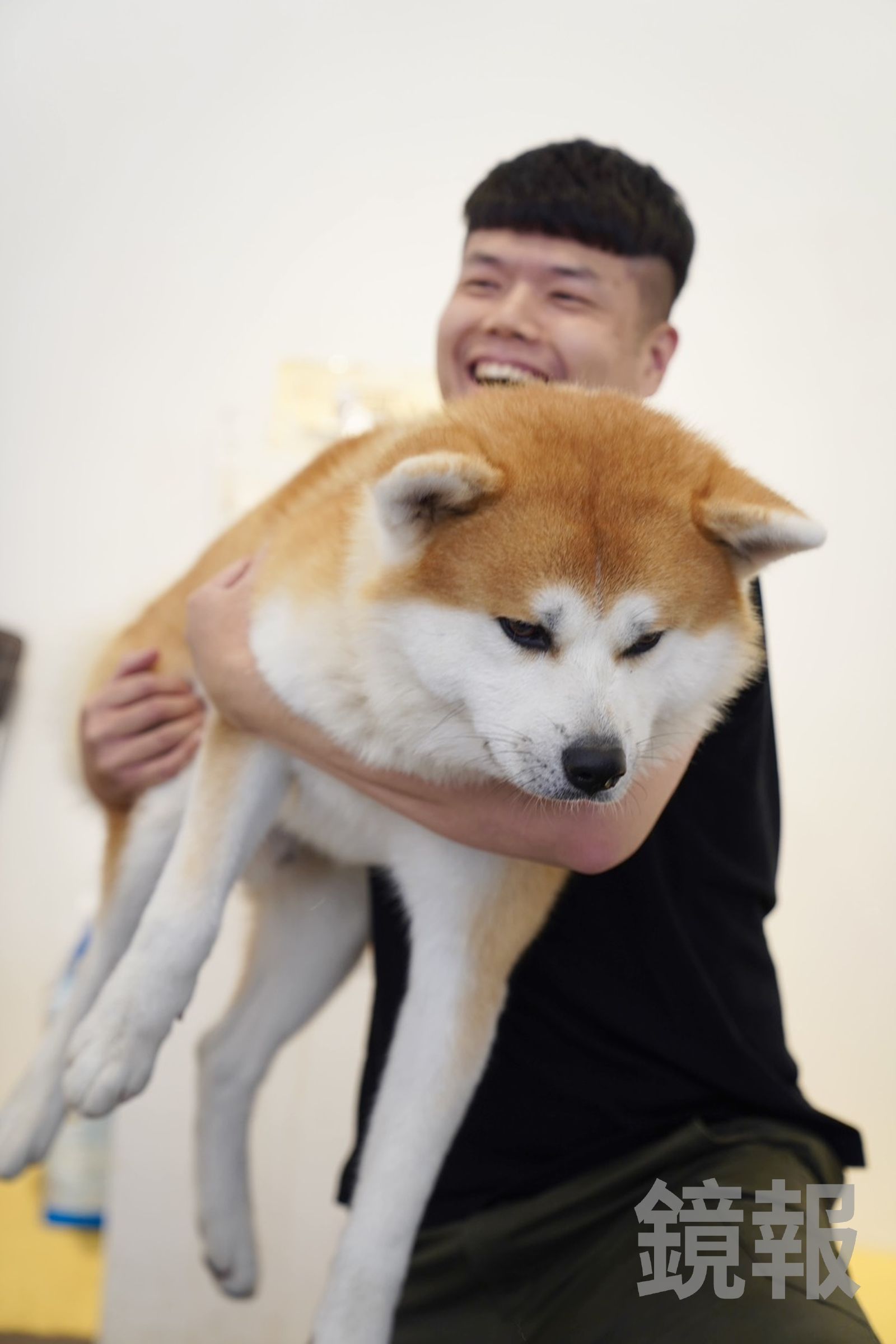 秋田犬屬於大型犬,重量不輸黃金獵犬,抱起來很吃力。