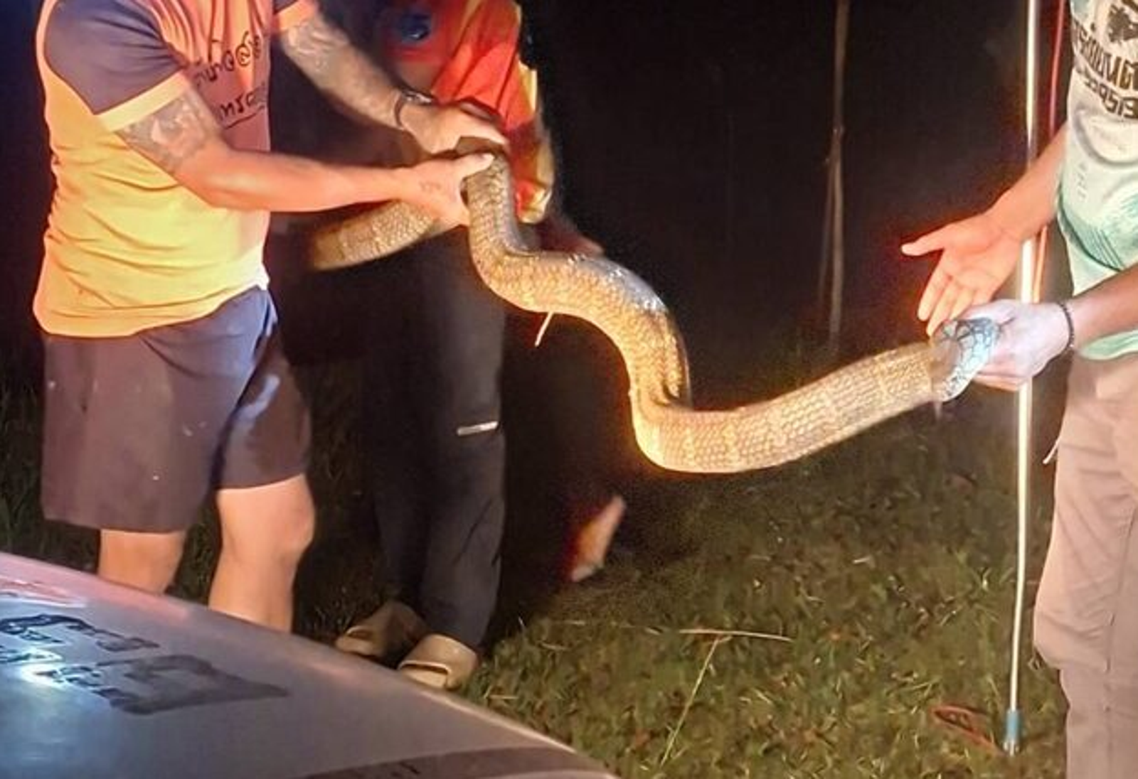 驚險瞬間!4公尺眼鏡王蛇闖入客廳 屋主看電視嚇逃報警