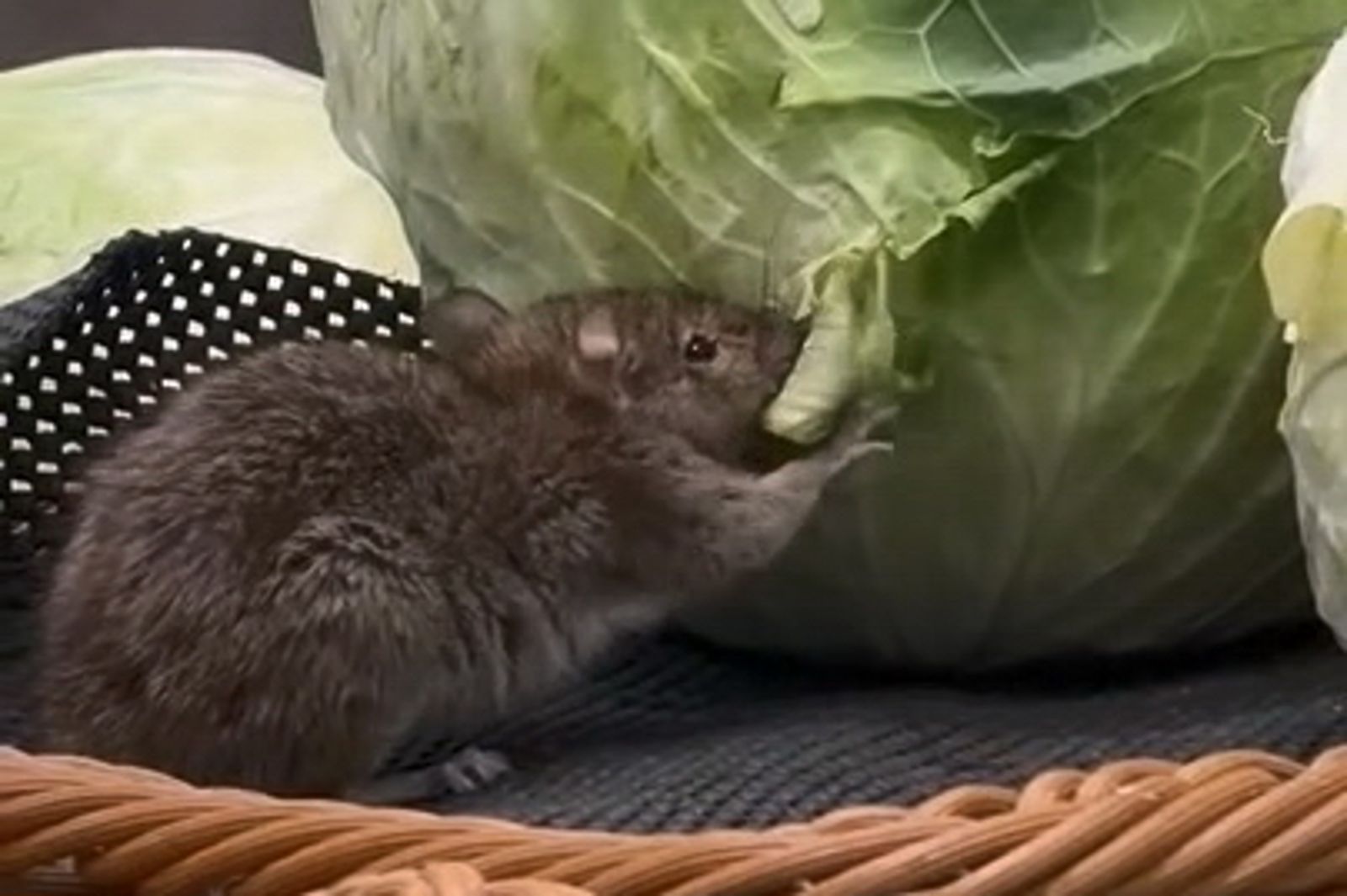 老鼠闖賣場貨架「爽嗑高麗菜」　業者急道歉停業清消