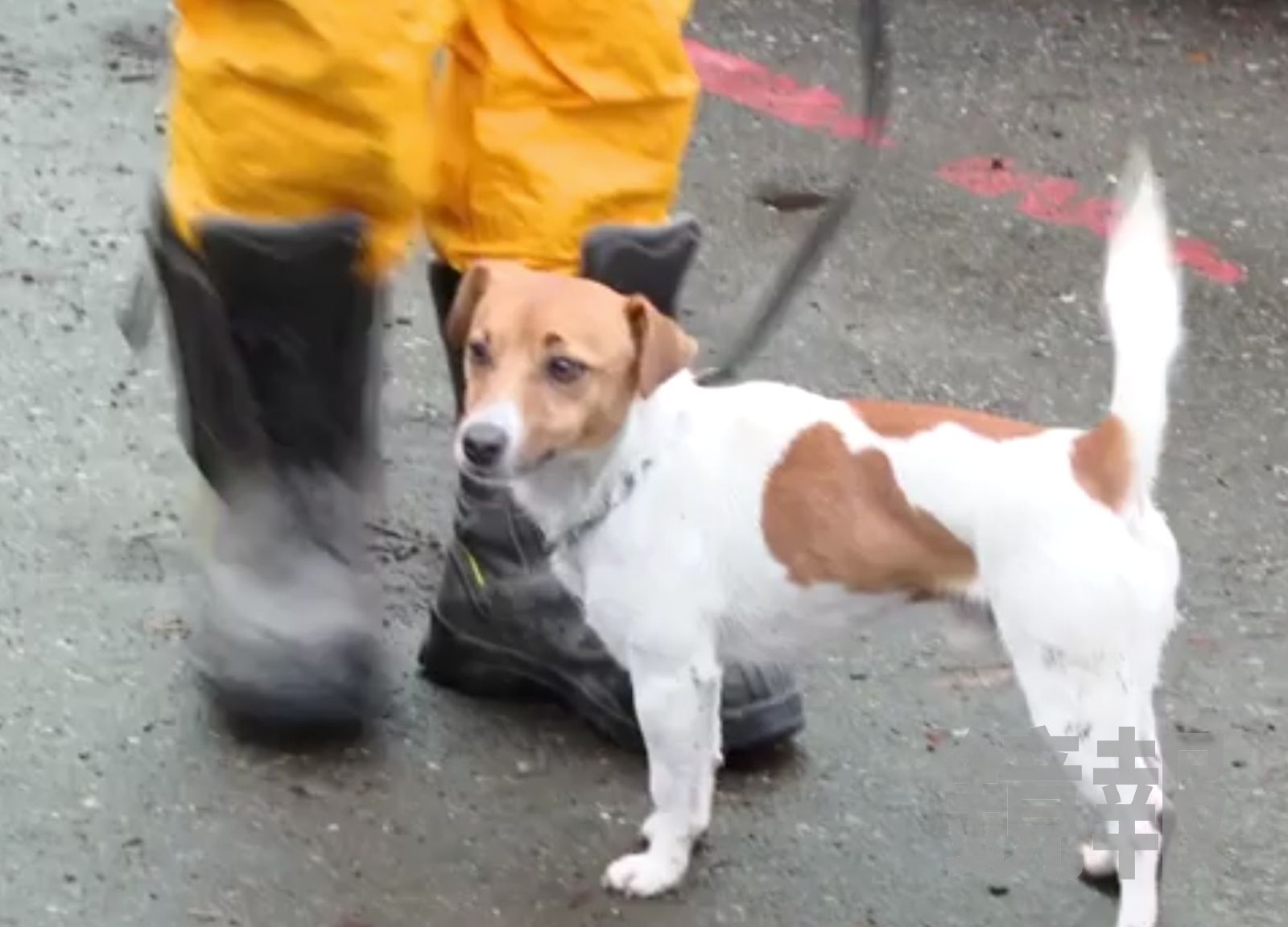 搜救犬Wilson因公殉職。顏凱勗攝