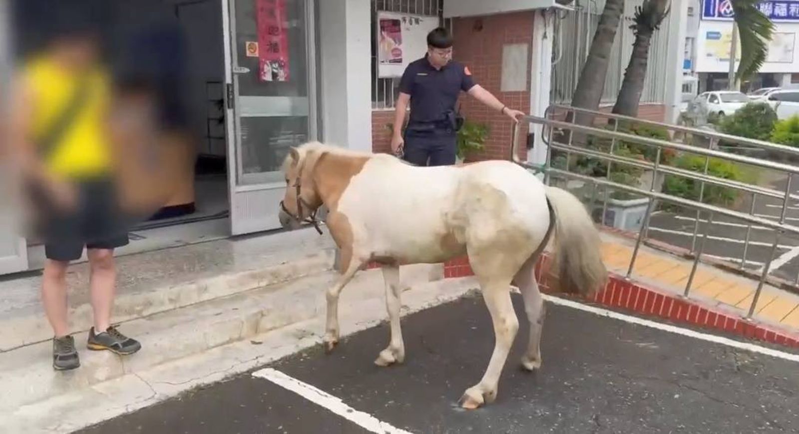 真正「馬」路!高雄颱風天奇景 超萌駿馬逛大街直接逛進派出所