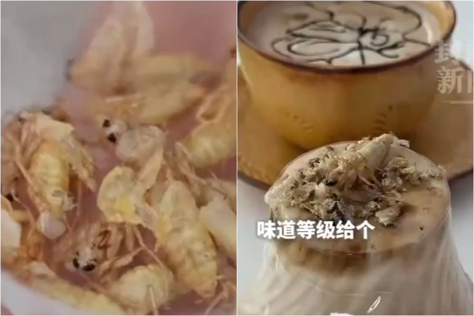 繁殖場推馬年限定「蟑螂特調咖啡」！把活體搗成醬...口感神似椰果
