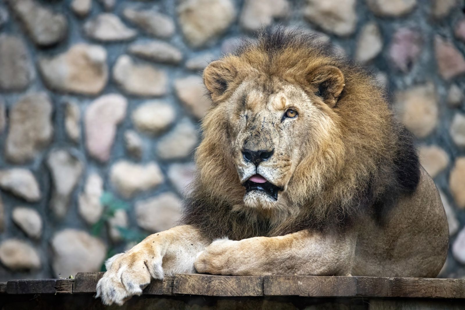 再見了「二哥」！壽山動物園23歲非洲獅離世　相當於百歲人瑞