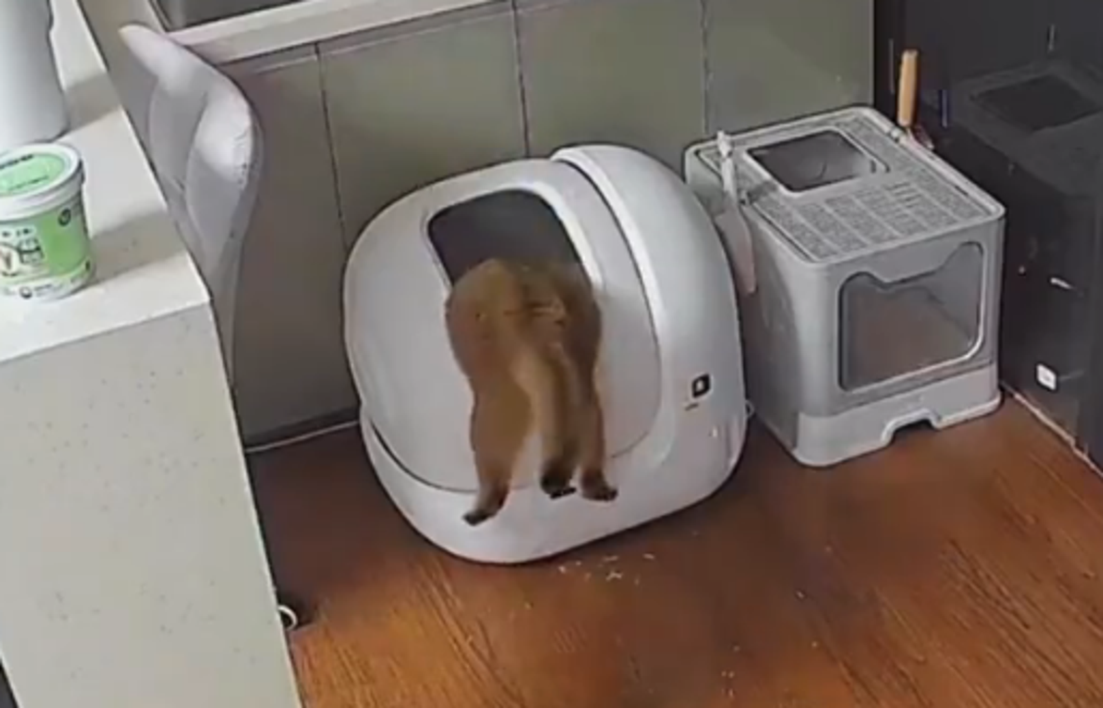 心痛！愛貓卡「高級自動貓砂盆」12小時慘死　業者疑1異常行為釀故障