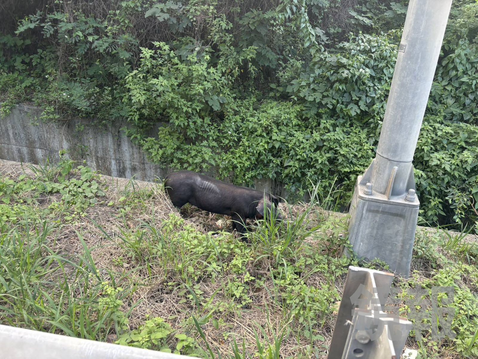3隻小豬「越獄」逛大街 台64封閉車道圍捕秒變停車場