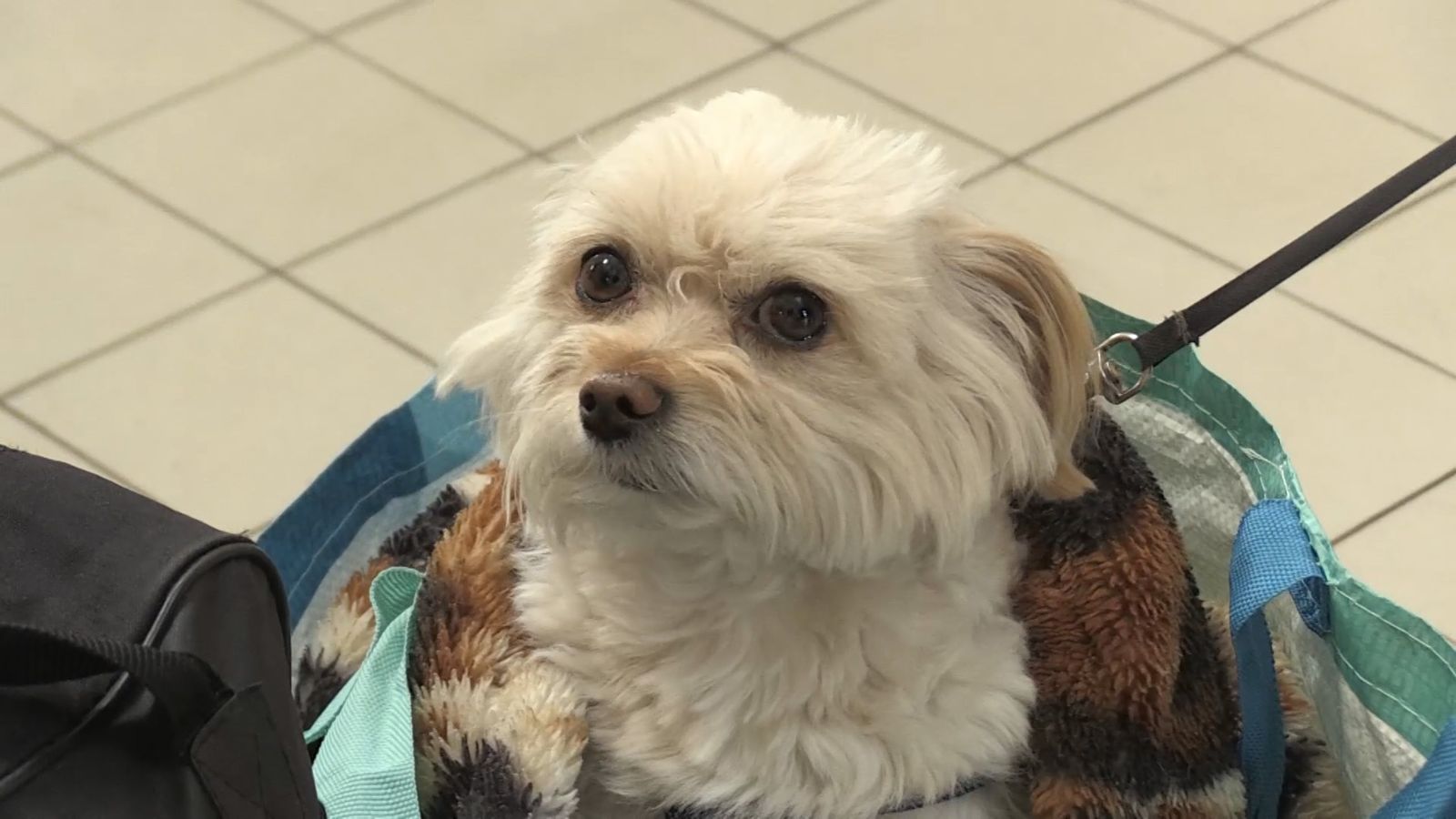 日導演深入烏克蘭戰區!目睹「222隻狗遭餓死」 鏡頭記錄被遺忘的生命