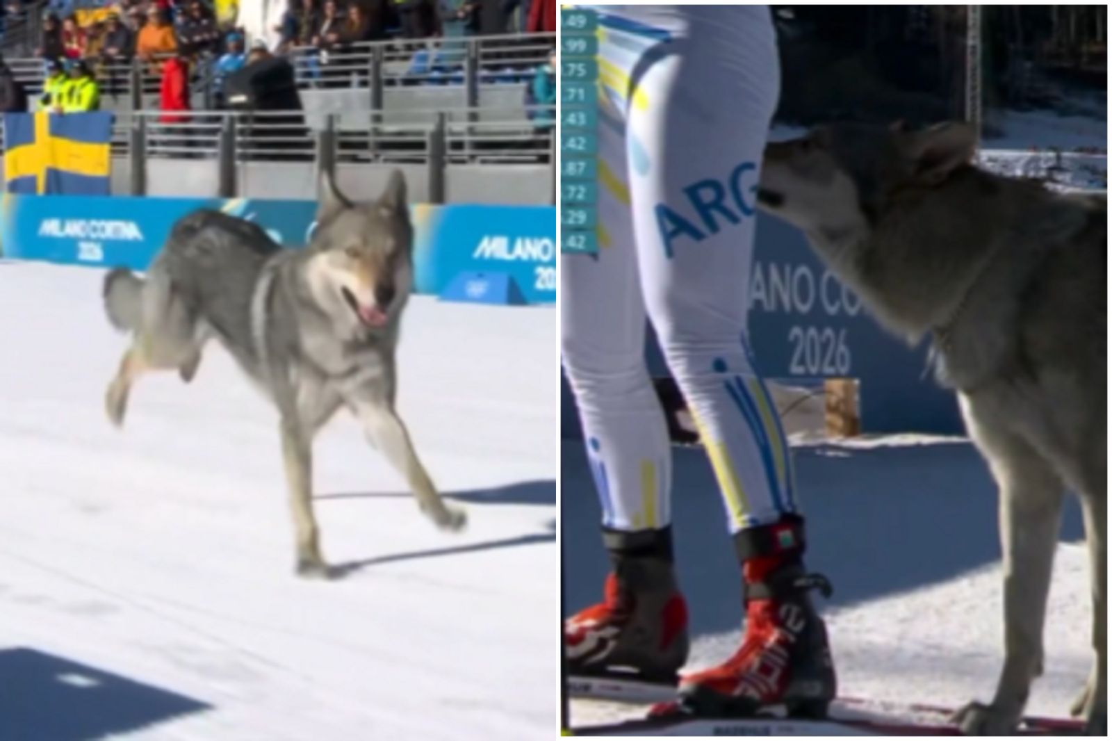 冬奧牠最紅！狼犬亂入「拿金牌」狂聞女選手屁屁　主人：牠自己開門離家