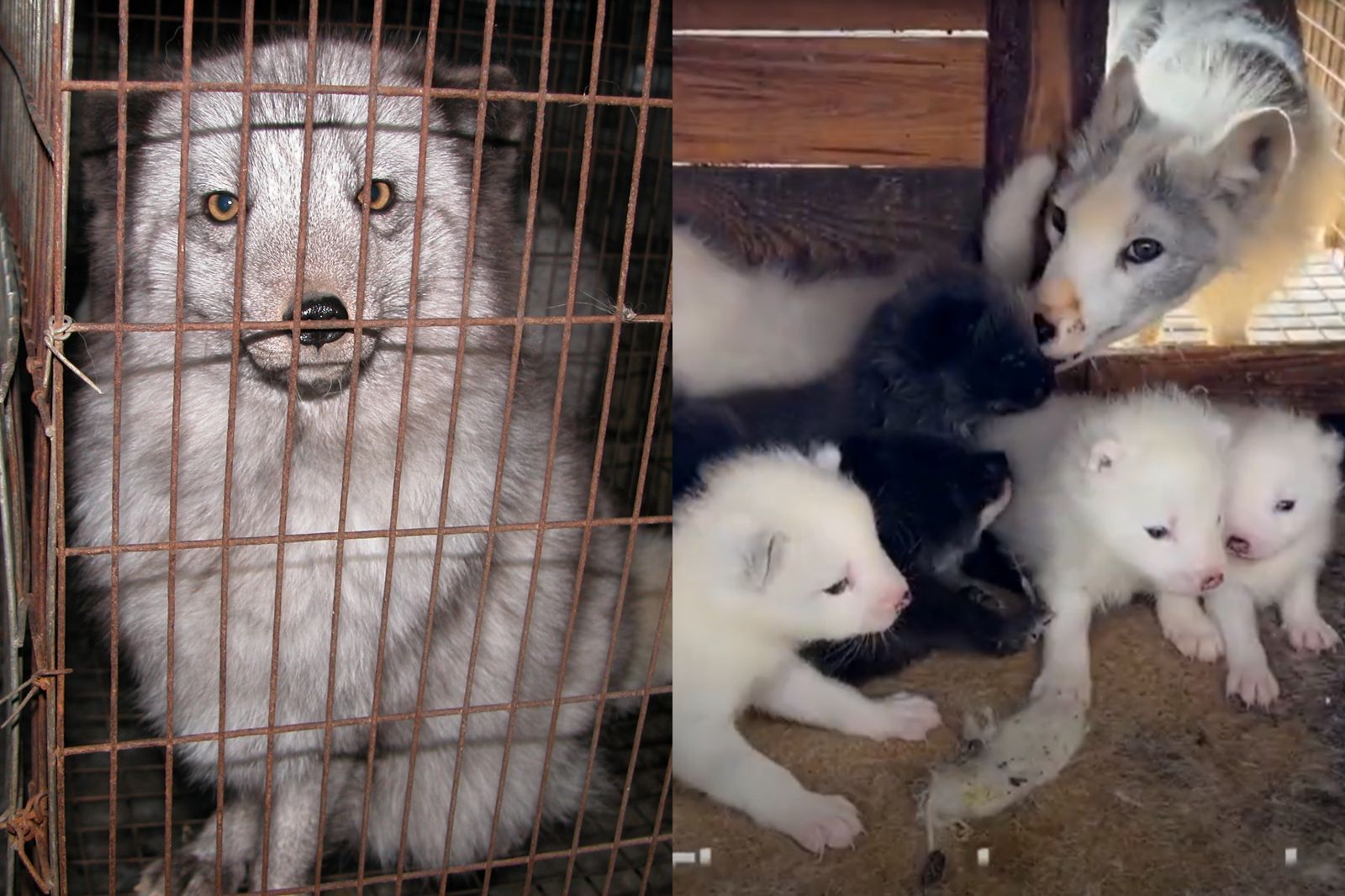 狐狸皮草養殖過程極為殘酷,狐狸還會因關在籠內壓力過大,吃掉自己的孩子。台灣動物社會研究會提供、翻攝台灣動物平權促進會