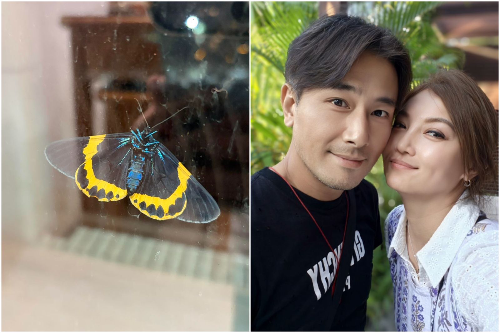 傅子純頭七「羽化成蝶」回來了!妻曝神明廳彩蝶照悲喊:老公是你嗎 傳長眠法鼓山公司回應了