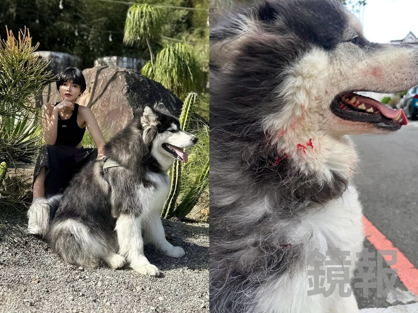 小模栗子愛犬「悶悶」傷勢曝光 比特犬飼主竟只關心醫療費用過高