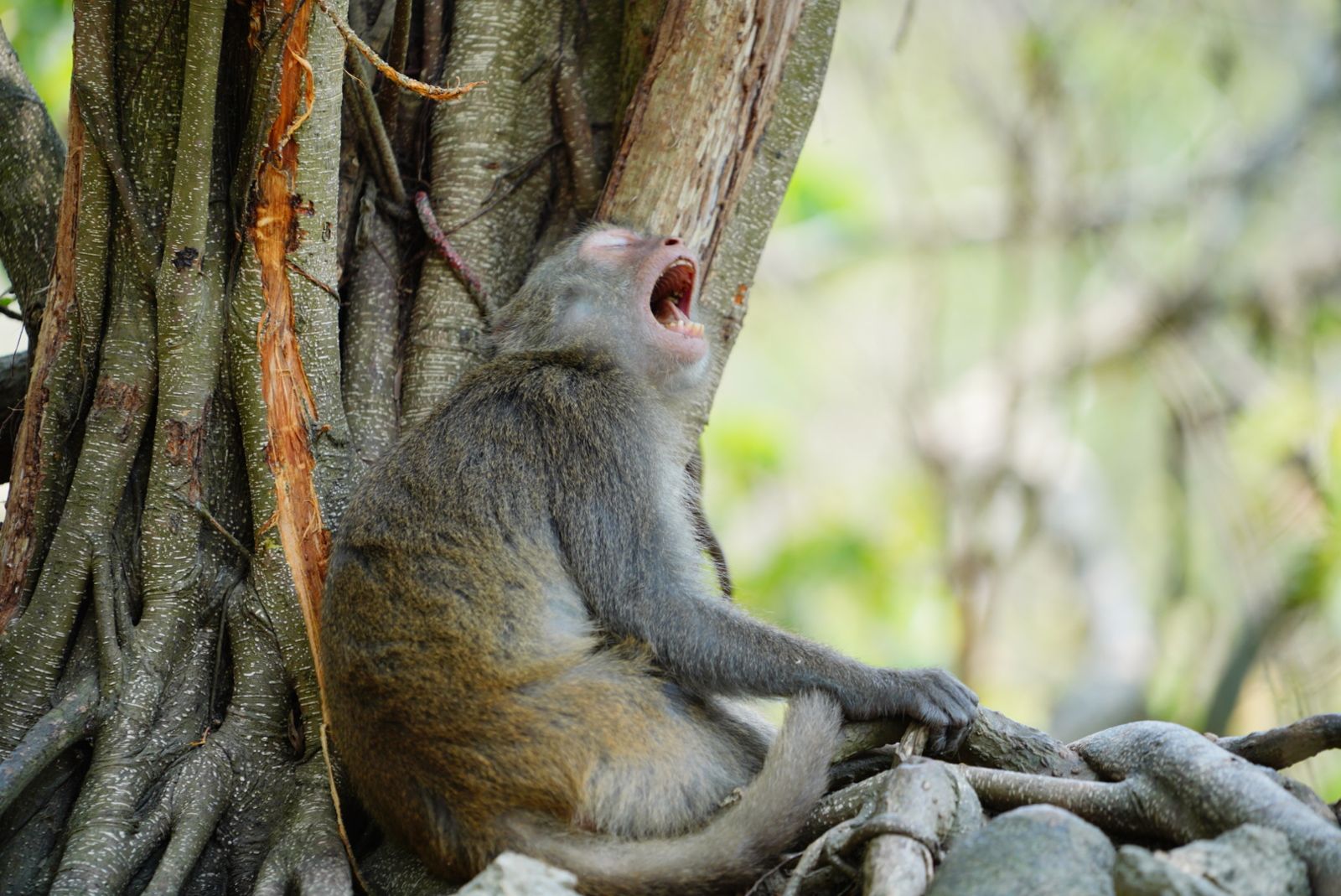 台灣獼猴也成為某些地區民眾的頭痛問題。圖／翻攝自台灣獼猴共存推廣協會臉書