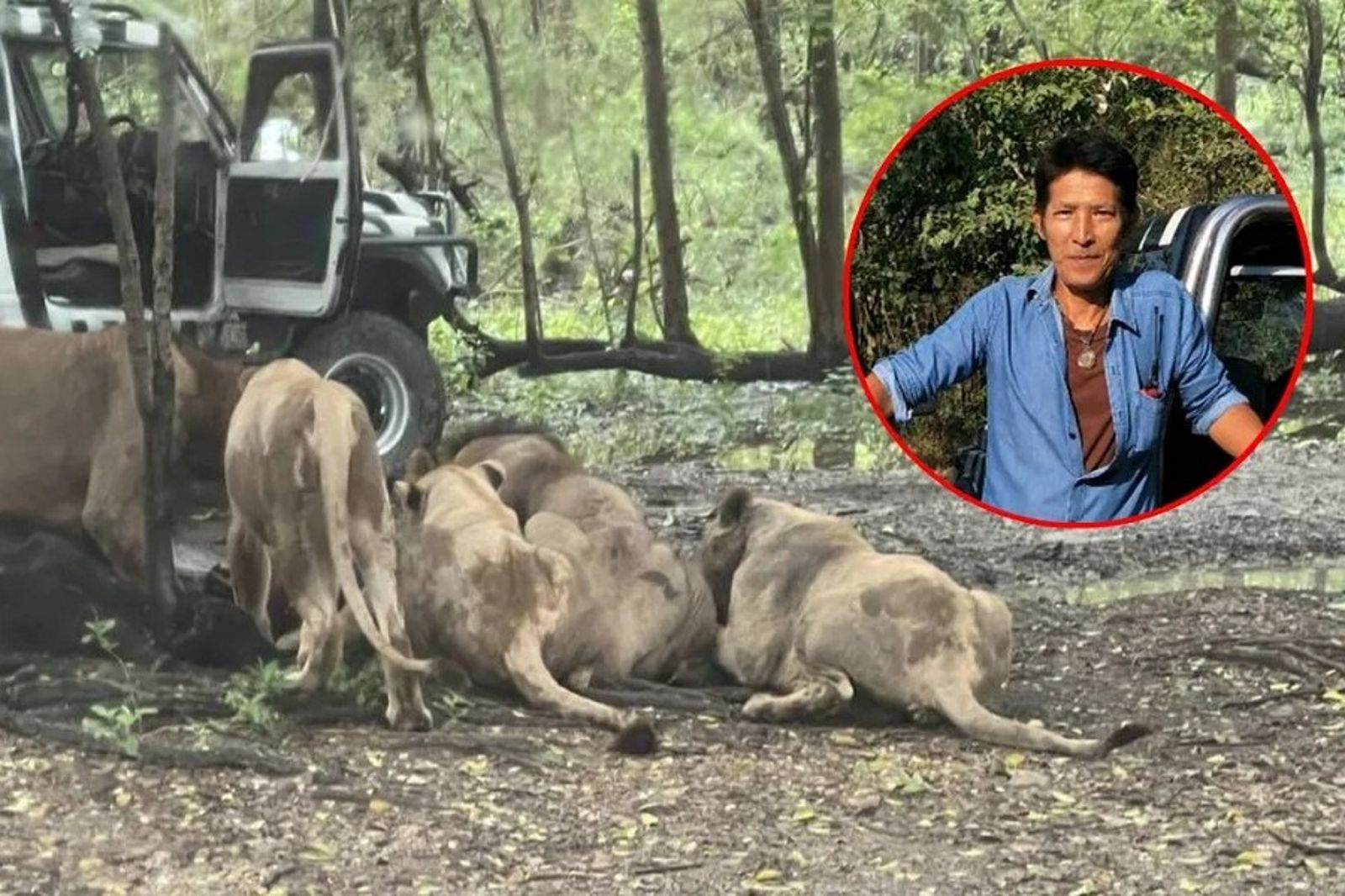驚悚！獅群圍攻保育員「分屍吃肉」　遊客眼睜睜看他慘死
