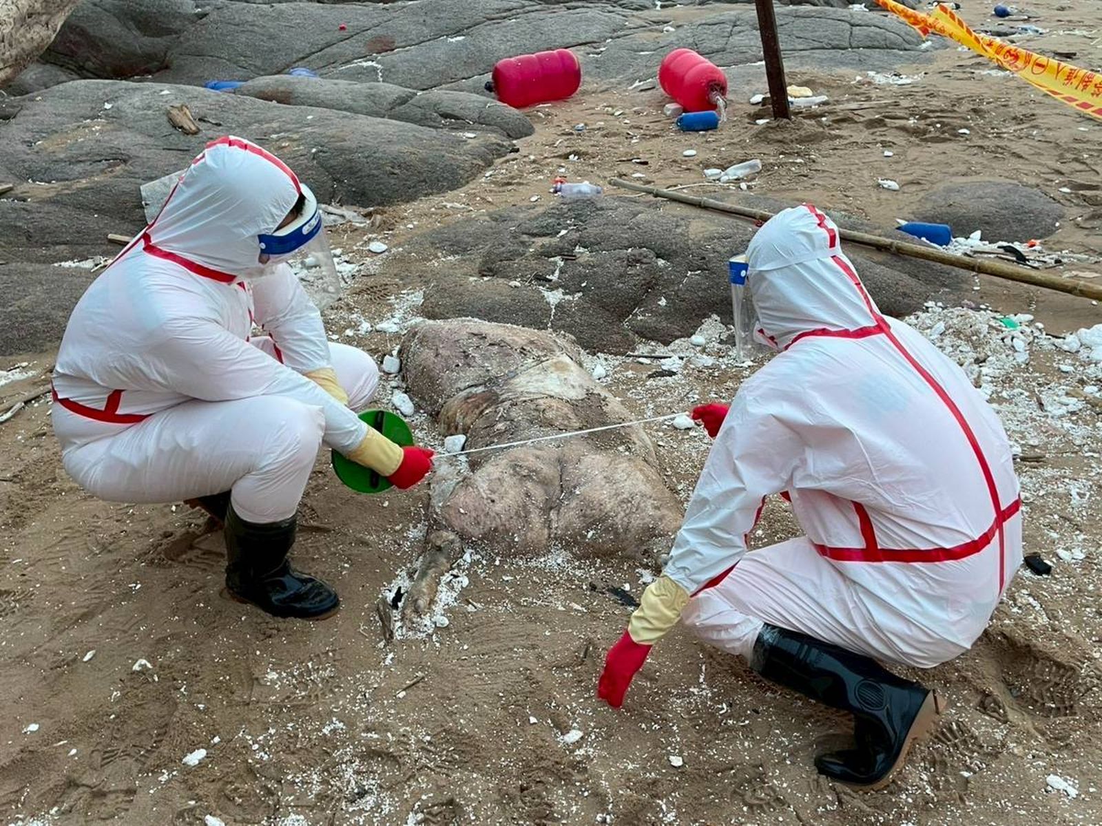 馬祖北竿沙灘驚現海漂豬屍!海巡署獲報立即清消焚燬 啟動非洲豬瘟防疫應變機制