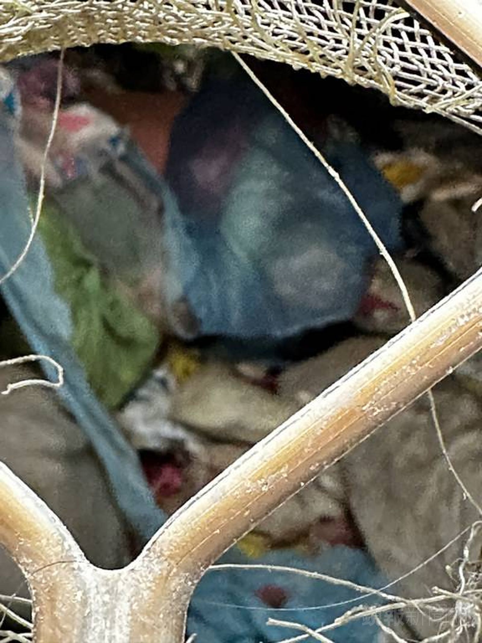 執行人員從窗戶往內察看，發現垃圾快堆到天花板。高雄分署提供