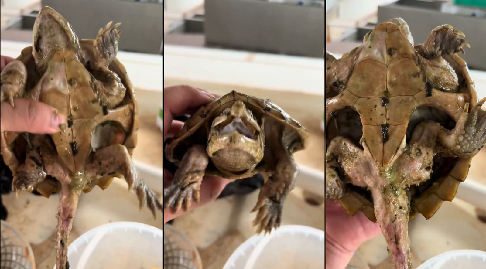 主人遺忘一年未投餵!鱷龜成餓龜 瘦成骷髏畫面曝光