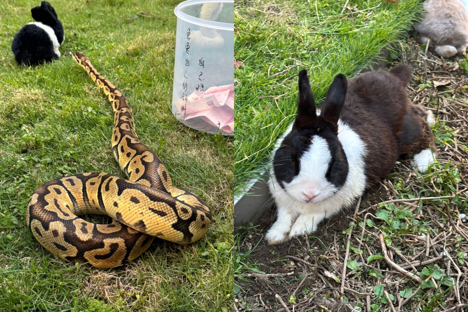 信義區驚見兔子與蛇共舞，飼主「邀民眾打賞」引砲轟。圖／翻攝自信義區三兩事臉書社團
