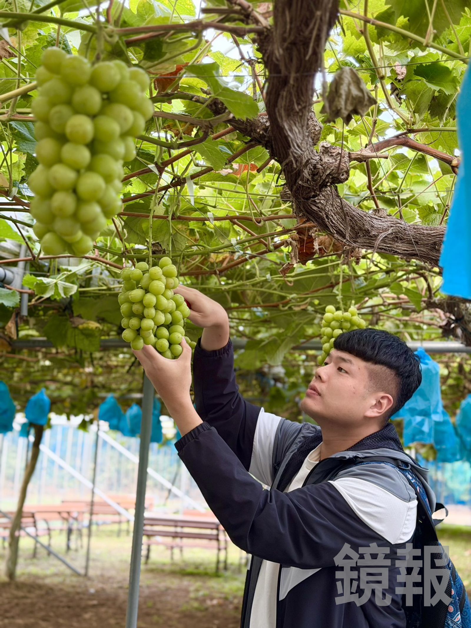 葡萄會套袋防蟲,可以用手感受整串葡萄的重量,越重的,果粒可能較大顆香甜。