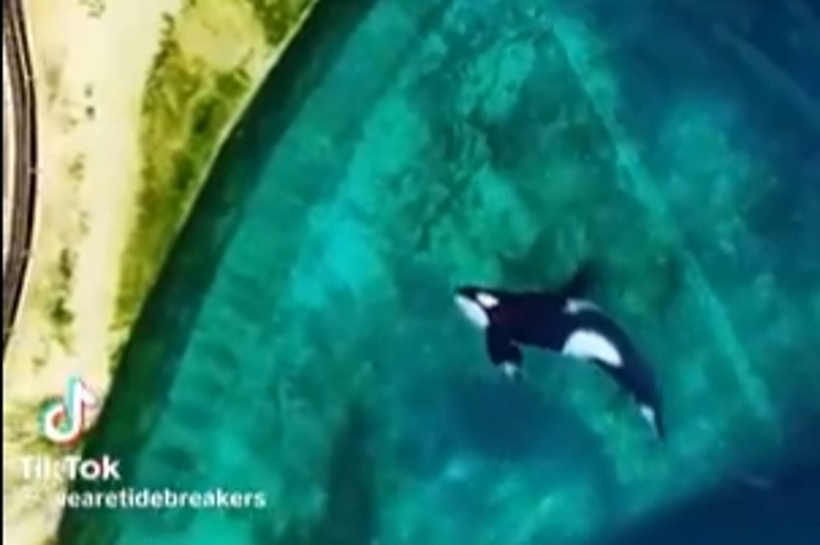 海洋公園關閉「2虎鯨12海豚」困髒水池　空拍畫面曝光