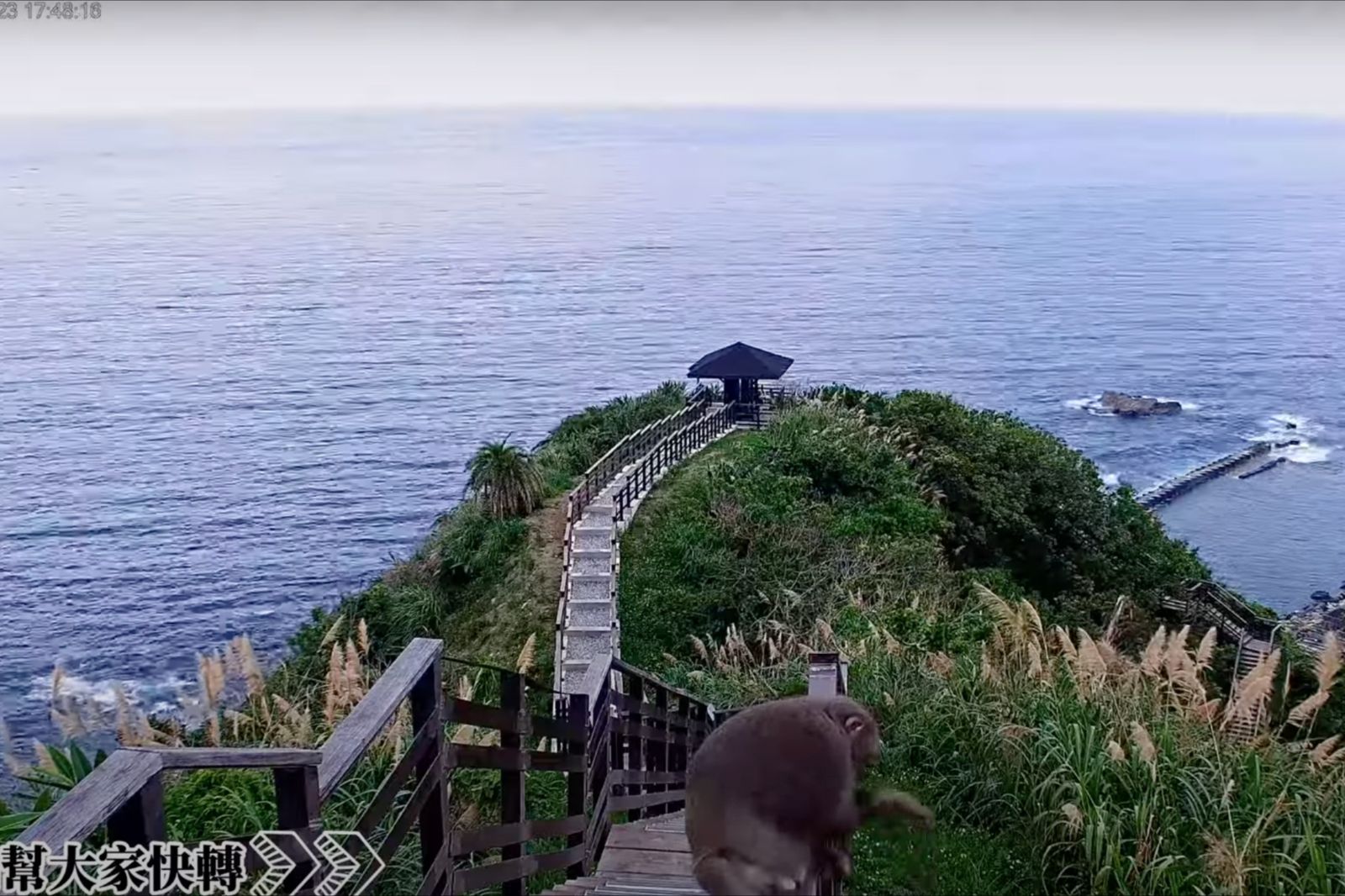 猴子下秒開始撫摸生殖器，讓人哭笑不得。圖／翻攝自東部海岸國家風景管理處YouTube